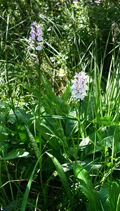 Dactylorhiza maculata (Orchidaceae)  - Dactylorhize maculé, Orchis tacheté, Orchis maculé - Heath Spotted-orchid Pyrenees-Orientales [France] 20/07/2001 - 1650m