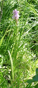 Dactylorhiza maculata (Orchidaceae)  - Dactylorhize maculé, Orchis tacheté, Orchis maculé - Heath Spotted-orchid Pyrenees-Orientales [France] 20/07/2001 - 1650m