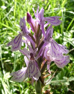 Dactylorhiza maculata (Orchidaceae)  - Dactylorhize maculé, Orchis tacheté, Orchis maculé - Heath Spotted-orchid Pyrenees-Orientales [France] 20/07/2001 - 1650m