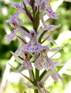 Dactylorhiza maculata (Orchidaceae)  - Dactylorhize maculé, Orchis tacheté, Orchis maculé - Heath Spotted-orchid Pyrenees-Orientales [France] 20/07/2001 - 1650m