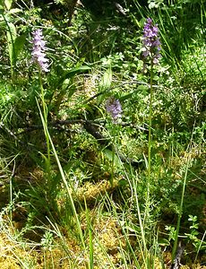 Dactylorhiza maculata (Orchidaceae)  - Dactylorhize maculé, Orchis tacheté, Orchis maculé - Heath Spotted-orchid Pyrenees-Orientales [France] 20/07/2001 - 1650m