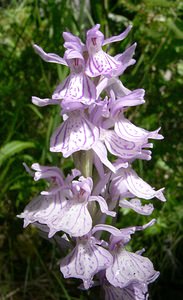 Dactylorhiza maculata (Orchidaceae)  - Dactylorhize maculé, Orchis tacheté, Orchis maculé - Heath Spotted-orchid Pyrenees-Orientales [France] 20/07/2001 - 1650m