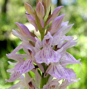 Dactylorhiza maculata (Orchidaceae)  - Dactylorhize maculé, Orchis tacheté, Orchis maculé - Heath Spotted-orchid Pyrenees-Orientales [France] 20/07/2001 - 1650m