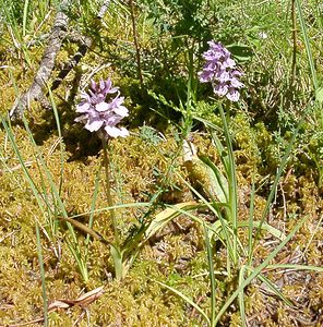 Dactylorhiza maculata (Orchidaceae)  - Dactylorhize maculé, Orchis tacheté, Orchis maculé - Heath Spotted-orchid Pyrenees-Orientales [France] 20/07/2001 - 1650m