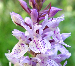 Dactylorhiza maculata (Orchidaceae)  - Dactylorhize maculé, Orchis tacheté, Orchis maculé - Heath Spotted-orchid Pyrenees-Orientales [France] 20/07/2001 - 1650m