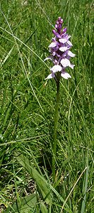 Dactylorhiza maculata (Orchidaceae)  - Dactylorhize maculé, Orchis tacheté, Orchis maculé - Heath Spotted-orchid  [France] 21/07/2001 - 2060m