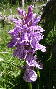 Dactylorhiza maculata (Orchidaceae)  - Dactylorhize maculé, Orchis tacheté, Orchis maculé - Heath Spotted-orchid  [France] 21/07/2001 - 2060m