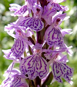 Dactylorhiza maculata (Orchidaceae)  - Dactylorhize maculé, Orchis tacheté, Orchis maculé - Heath Spotted-orchid  [France] 21/07/2001 - 2060m