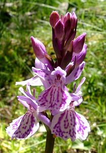 Dactylorhiza maculata (Orchidaceae)  - Dactylorhize maculé, Orchis tacheté, Orchis maculé - Heath Spotted-orchid  [France] 21/07/2001 - 2060m