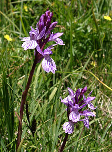 Dactylorhiza maculata (Orchidaceae)  - Dactylorhize maculé, Orchis tacheté, Orchis maculé - Heath Spotted-orchid  [France] 22/07/2001 - 2060m
