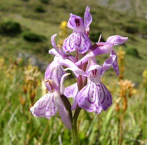 Dactylorhiza maculata (Orchidaceae)  - Dactylorhize maculé, Orchis tacheté, Orchis maculé - Heath Spotted-orchid Ariege [France] 24/07/2001 - 1630m