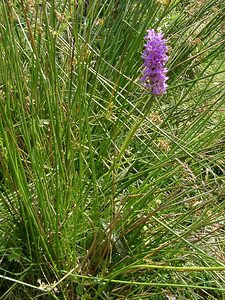 Dactylorhiza maculata (Orchidaceae)  - Dactylorhize maculé, Orchis tacheté, Orchis maculé - Heath Spotted-orchid Hautes-Pyrenees [France] 29/07/2001 - 1190m