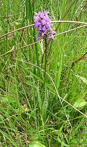 Dactylorhiza maculata (Orchidaceae)  - Dactylorhize maculé, Orchis tacheté, Orchis maculé - Heath Spotted-orchid Hautes-Pyrenees [France] 29/07/2001 - 1190m