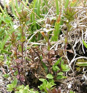 Euphrasia stricta (Orobanchaceae)  - Euphraise raide - Short-haired Eyebright Hautes-Pyrenees [France] 28/07/2001 - 2060m
