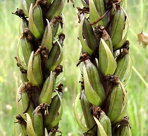 Gymnadenia conopsea (Orchidaceae)  - Gymnadénie moucheron, Orchis moucheron, Orchis moustique - Fragrant Orchid Aisne [France] 07/07/2001 - 120m