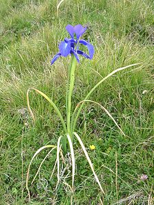 Iris latifolia (Iridaceae)  - Iris à feuilles larges, Iris xiphioïde - English Iris Hautes-Pyrenees [France] 28/07/2001 - 2060m