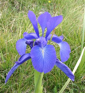 Iris latifolia (Iridaceae)  - Iris à feuilles larges, Iris xiphioïde - English Iris Hautes-Pyrenees [France] 28/07/2001 - 2060m