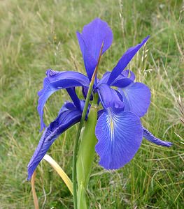 Iris latifolia (Iridaceae)  - Iris à feuilles larges, Iris xiphioïde - English Iris Hautes-Pyrenees [France] 28/07/2001 - 2060m