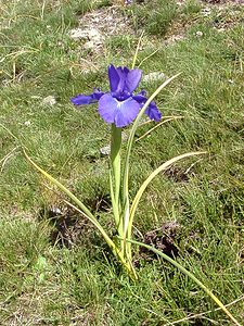 Iris latifolia (Iridaceae)  - Iris à feuilles larges, Iris xiphioïde - English Iris Hautes-Pyrenees [France] 30/07/2001 - 2060m