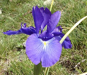 Iris latifolia (Iridaceae)  - Iris à feuilles larges, Iris xiphioïde - English Iris Hautes-Pyrenees [France] 30/07/2001 - 2060m