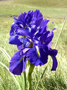 Iris latifolia (Iridaceae)  - Iris à feuilles larges, Iris xiphioïde - English Iris Hautes-Pyrenees [France] 30/07/2001 - 2060m