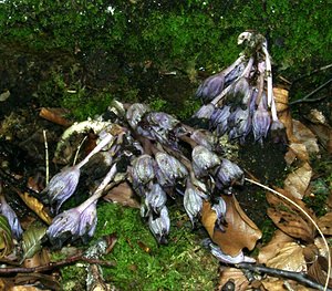 Lathraea clandestina (Orobanchaceae)  - Lathrée clandestine - Purple Toothwort Ariege [France] 25/07/2001 - 1470mfleurs fan?es