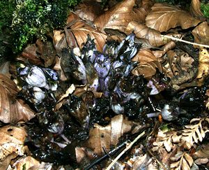 Lathraea clandestina (Orobanchaceae)  - Lathrée clandestine - Purple Toothwort Ariege [France] 25/07/2001 - 1470mfleurs fan?es
