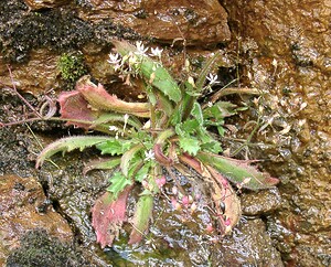 Micranthes clusii subsp. Clusii (Saxifragaceae)  - Saxifrage de l'écluse Ariege [France] 25/07/2001 - 1630m