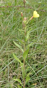 Oenothera glazioviana (Onagraceae)  - Onagre à sépales rouges - Large-flowered Evening-primrose Aveyron [France] 17/07/2001 - 340m
