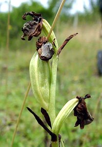 Ophrys apifera (Orchidaceae)  - Ophrys abeille - Bee Orchid Aisne [France] 07/07/2001 - 120m