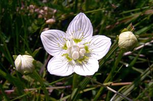 Parnassia palustris (Celastraceae)  - Parnassie des marais, Hépatique blanche - Grass-of-Parnassus Ariege [France] 25/07/2001 - 1630m