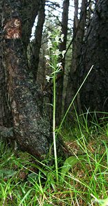 Platanthera chlorantha (Orchidaceae)  - Platanthère à fleurs verdâtres, Orchis vert, Orchis verdâtre, Plalatanthère des montagnes, Platanthère verdâtre - Greater Butterfly-orchid Pyrenees-Orientales [France] 19/07/2001 - 1610m