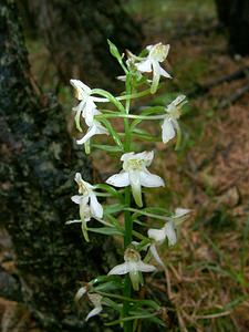 Platanthera chlorantha (Orchidaceae)  - Platanthère à fleurs verdâtres, Orchis vert, Orchis verdâtre, Plalatanthère des montagnes, Platanthère verdâtre - Greater Butterfly-orchid Pyrenees-Orientales [France] 19/07/2001 - 1610m