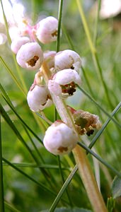 Pyrola minor (Ericaceae)  - Pyrole mineure, Petite pyrole - Common Wintergreen  [France] 22/07/2001 - 2060m