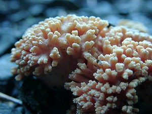 Ramaria subbotrytis (Ramariaceae)  - Clavaire rouge corail Haute-Garonne [France] 27/07/2001 - 1400m