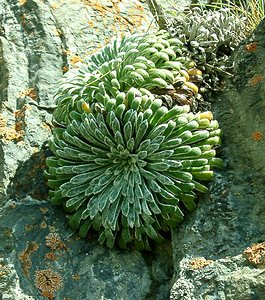 Saxifraga longifolia (Saxifragaceae)  - Saxifrage à feuilles longues, Saxifrage à longues feuilles Hautes-Pyrenees [France] 30/07/2001 - 2060m