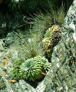 Saxifraga longifolia (Saxifragaceae)  - Saxifrage à feuilles longues, Saxifrage à longues feuilles Hautes-Pyrenees [France] 30/07/2001 - 2060m