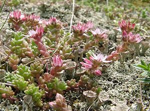 Sedum anglicum (Crassulaceae)  - Orpin d'Angleterre, Orpin anglais - English Stonecrop Hautes-Pyrenees [France] 29/07/2001 - 1190m