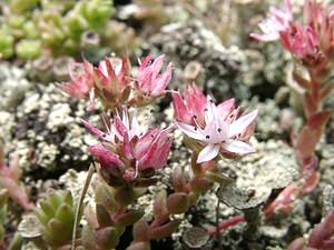 Sedum anglicum (Crassulaceae)  - Orpin d'Angleterre, Orpin anglais - English Stonecrop Hautes-Pyrenees [France] 29/07/2001 - 1190m