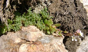 Sedum hirsutum (Crassulaceae)  - Orpin hirsute, Orpin hérissé Ariege [France] 23/07/2001 - 1630m