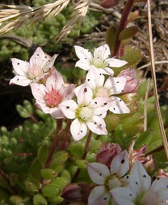 Sedum hirsutum (Crassulaceae)  - Orpin hirsute, Orpin hérissé Ariege [France] 23/07/2001 - 1630m