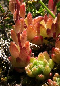 Sedum hirsutum (Crassulaceae)  - Orpin hirsute, Orpin hérissé Hautes-Pyrenees [France] 29/07/2001 - 1190m