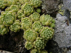 Sempervivum montanum (Crassulaceae)  - Joubarbe des montagnes - Mountain House-leek Hautes-Pyrenees [France] 28/07/2001 - 2060m