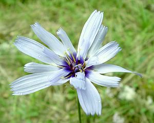 Catananche caerulea (Asteraceae)  - Catananche bleue, Cupidone, Cigaline - Blue Cupidone Gard [France] 03/08/2001 - 1230m