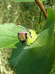 Cerura vinula (Notodontidae)  - Grande Queue-Fourchue - Puss Moth Nord [France] 29/08/2001