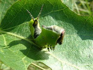 Cerura vinula (Notodontidae)  - Grande Queue-Fourchue - Puss Moth Nord [France] 29/08/2001