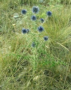 Echinops ritro (Asteraceae)  - Échinops ritro, Échinops, Chardon bleu Gard [France] 02/08/2001 - 470m