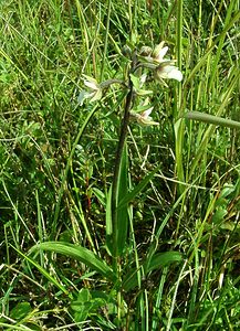 Epipactis palustris (Orchidaceae)  - Épipactis des marais - Marsh Helleborine Nord [France] 29/08/2001