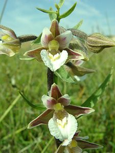Epipactis palustris (Orchidaceae)  - Épipactis des marais - Marsh Helleborine Nord [France] 29/08/2001