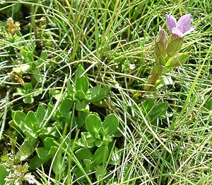 Gentianella campestris (Gentianaceae)  - Gentianelle des champs, Gentiane champêtre - Field Gentian  [Andorre] 01/08/2001 - 2400m